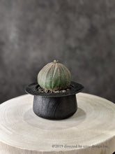 Load image into Gallery viewer, Succulent flower pot Craftgreen T-pot