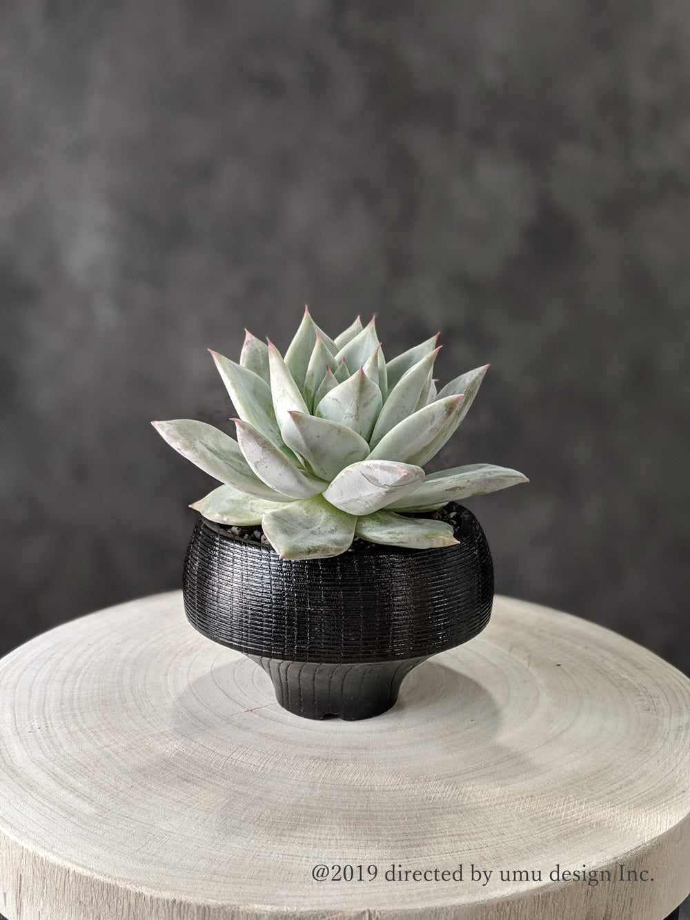 Top【選抜株】多肉植物　22043 アータスコープ12個　鉢無し/脱土 一点物】多肉植物寄植え DULTONポットセット(クラシックグリーン) 3号