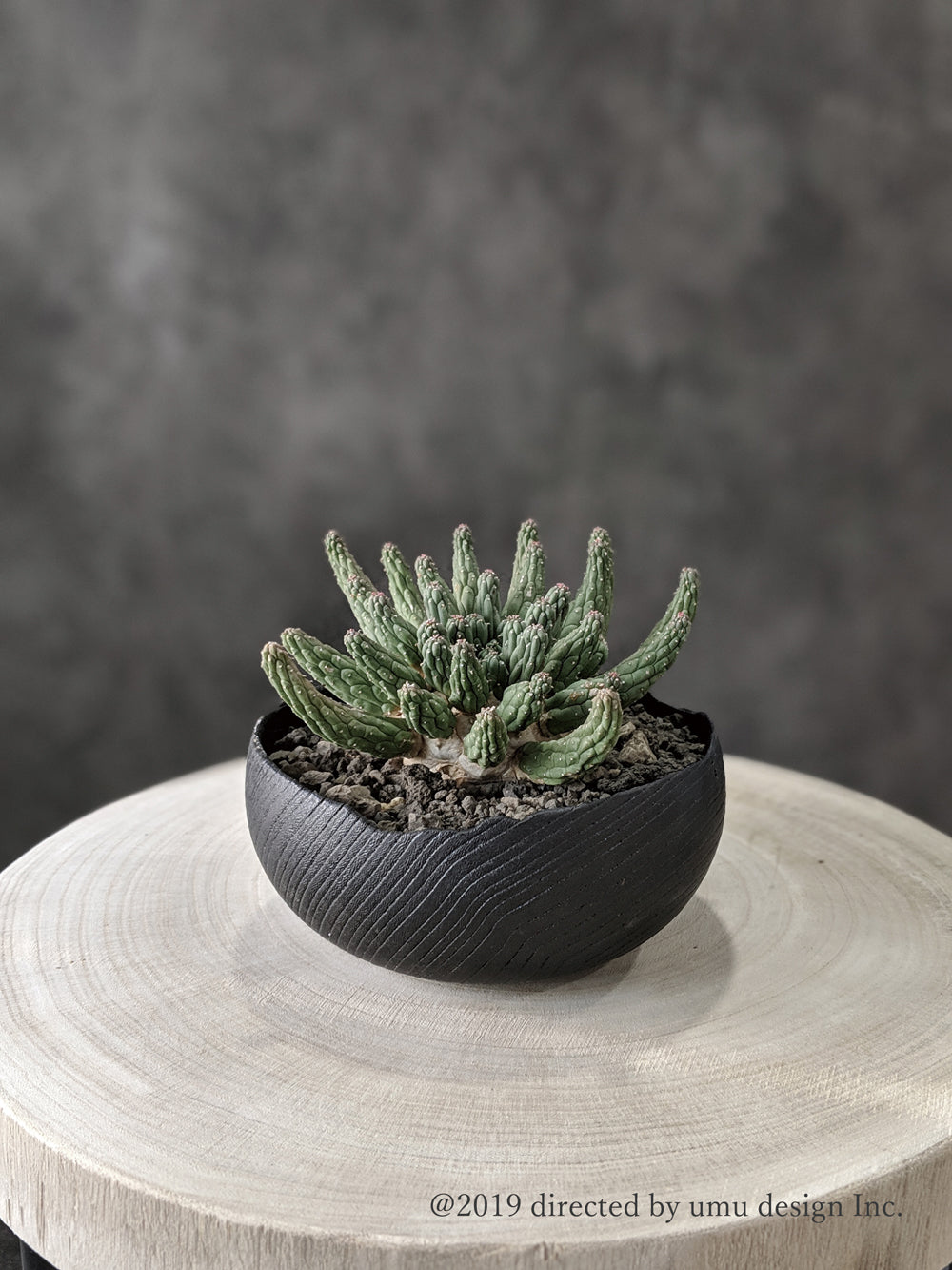 画像をギャラリービューアに読み込む, 多肉植物の植木鉢 Craftgreen U-pot